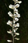 Spiked wild indigo